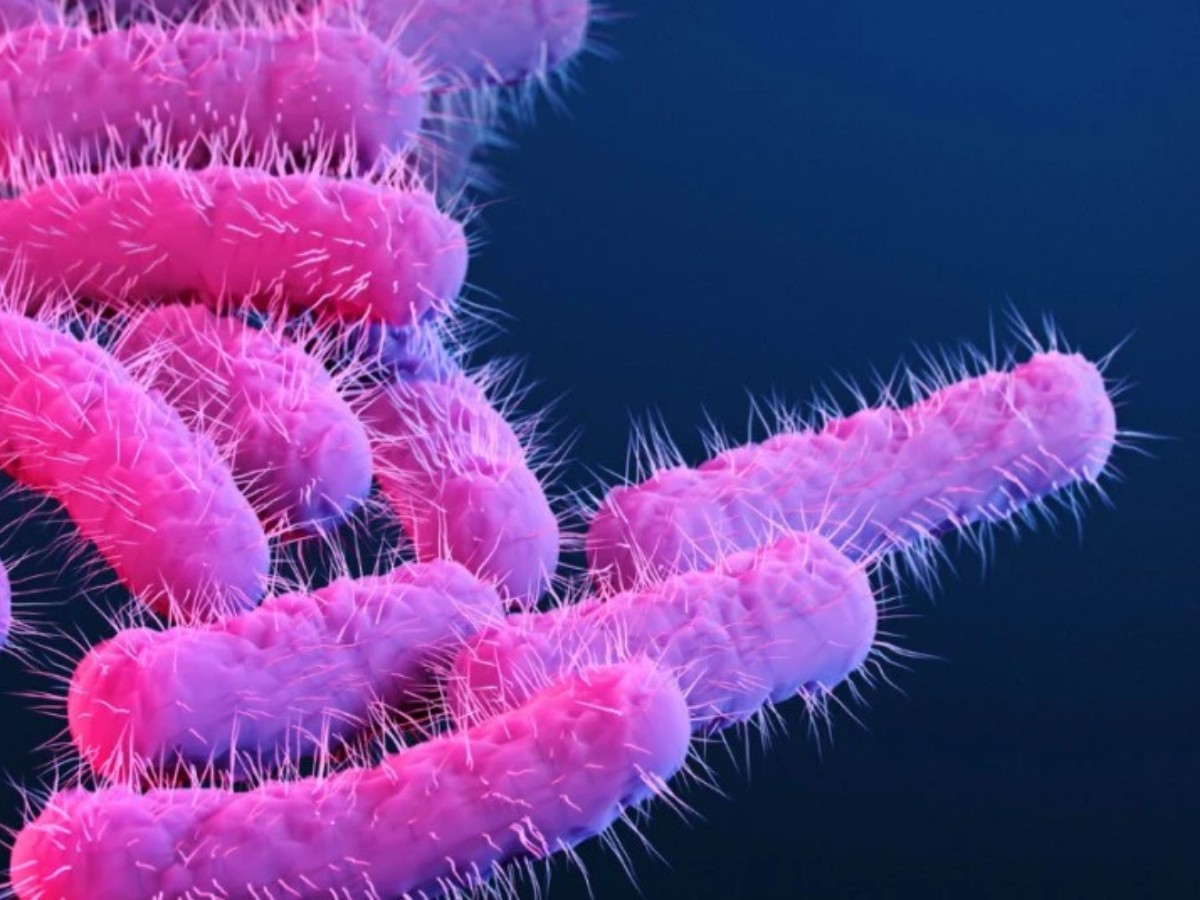 Bakteria w powiększeniu